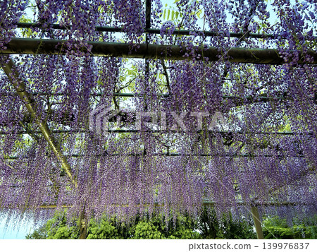 A wisteria trellis A wisteria trellis 139976837