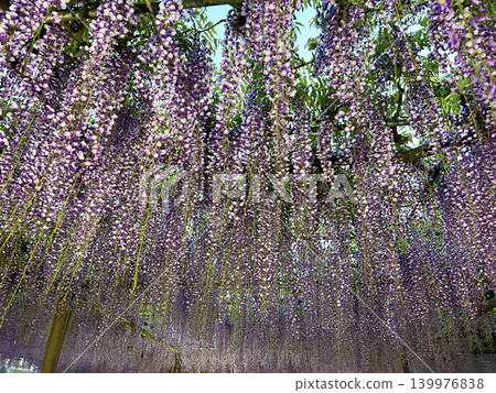 Beautiful wisteria flower Beautiful wisteria flower 139976838