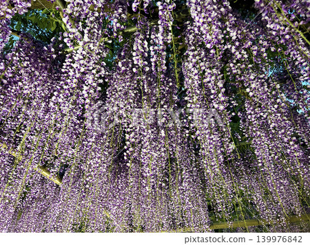 Beautiful wisteria flower Beautiful wisteria flower 139976842