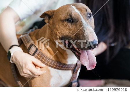 Brown Pitbull Dog Wearing Patterned Harness and Panting Happily While Held by Owner in Soft Light Brown Pitbull Dog Wearing Patterned Harness and Panting Happily While Held by Owner in Soft Light 139976938