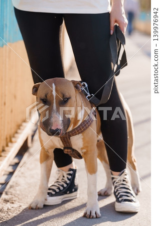 Brown and White Pitbull Dog Wearing Harness Sitting Near Person in Black Leggings on Sunny Path Brown and White Pitbull Dog Wearing Harness Sitting Near Person in Black Leggings on Sunny Path 139976942