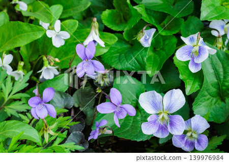花園裡盛開的鈷藍色中提琴拉布拉多里卡花 139976984