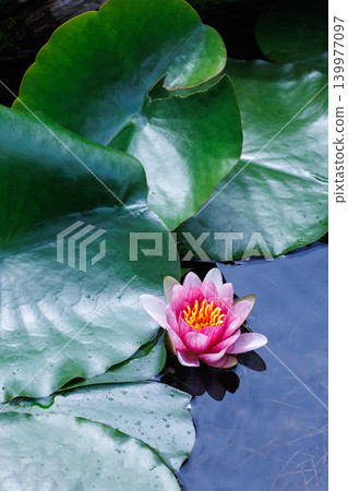 初夏時節,水邊花園睡蓮盛開,美不勝收。 初夏時節,水邊花園睡蓮盛開,美不勝收。 139977097