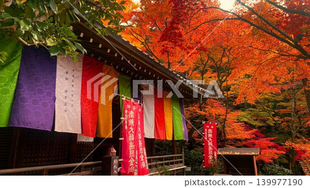 京都今魔野觀音寺正殿內,五彩斑斕的秋葉和五彩帷幔構成了一幅生氣勃勃的秋日景象。 京都今魔野觀音寺正殿內,五彩斑斕的秋葉和五彩帷幔構成了一幅生氣勃勃的秋日景象。 139977190