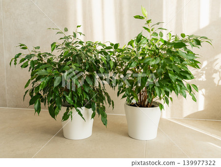 Ficus benjamina standing in a room with light rays falling on it and the wall. High quality photo Ficus benjamina standing in a room with light rays falling on it and the wall. High quality photo 139977322