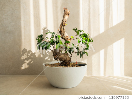 A ficus bonsai stands in a room with beams of light falling on it and the wall. horizontal photo. High quality photo A ficus bonsai stands in a room with beams of light falling on it and the wall. horizontal photo. High quality photo 139977333