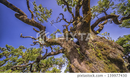 Mystical Fanal Forest, Madeira, Portugal Mystical Fanal Forest, Madeira, Portugal 139977430