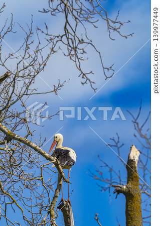 White Stork, Lagunas de Villafafila Natural Reserve, Spain White Stork, Lagunas de Villafafila Natural Reserve, Spain 139977449