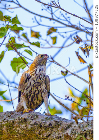 Changeable Hawk Eagle, Royal Bardia National Park, Nepal 139977528