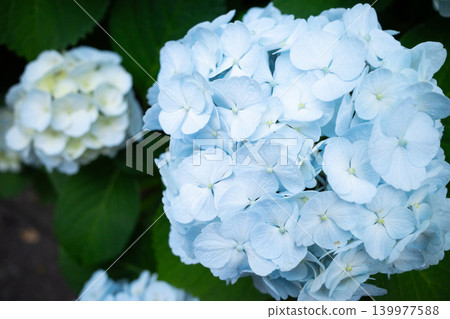 Blue hydrangea Blue hydrangea 139977588