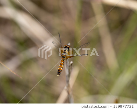 A small female dragonfly (Hachcho damselfly) perched on a blade of grass. A small female dragonfly (Hachcho damselfly) perched on a blade of grass. 139977721