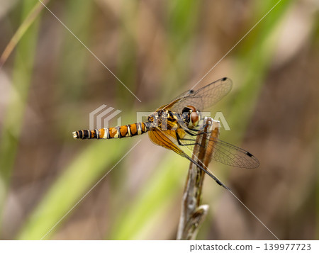 A small female dragonfly (Hachcho damselfly) perched on a blade of grass. A small female dragonfly (Hachcho damselfly) perched on a blade of grass. 139977723