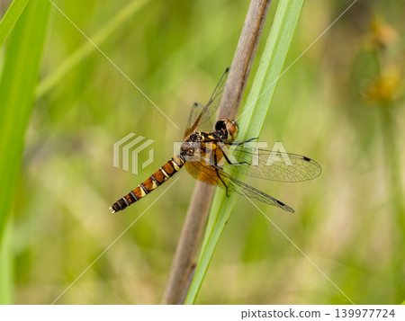 A small female dragonfly (Hachcho damselfly) perched on a blade of grass. A small female dragonfly (Hachcho damselfly) perched on a blade of grass. 139977724