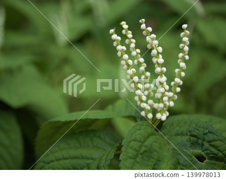 兩人靜香在五月開花,新葉綻放 兩人靜香在五月開花,新葉綻放 139978013