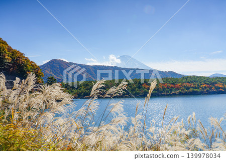 Mount Fuji and pampas grass as seen from Lake Saiko in Yamanashi Prefecture: An autumn lakeside scene. Mount Fuji and pampas grass as seen from Lake Saiko in Yamanashi Prefecture: An autumn lakeside scene. 139978034