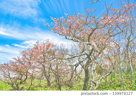栃木縣那須郡那鬚町日出平,高山櫻花盛開 栃木縣那須郡那鬚町日出平,高山櫻花盛開 139978127