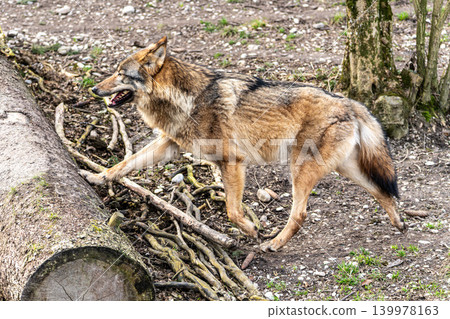 European Grey Wolf, Canis lupus swimming in a water pond European Grey Wolf, Canis lupus swimming in a water pond 139978163