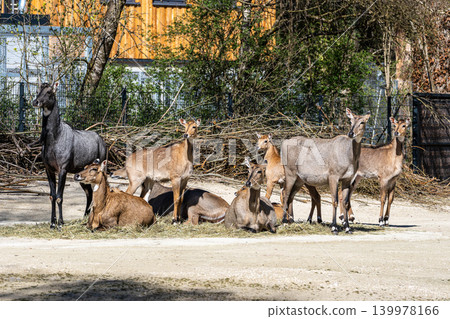 The nilgai or blue cow. Boselaphus tragocamelus is the largest Asian antelope The nilgai or blue cow. Boselaphus tragocamelus is the largest Asian antelope 139978166