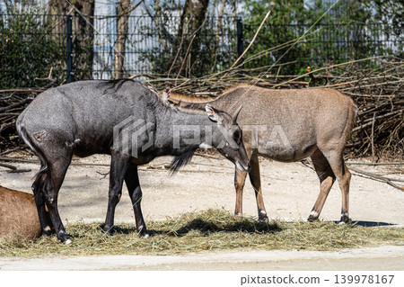 The nilgai or blue cow. Boselaphus tragocamelus is the largest Asian antelope The nilgai or blue cow. Boselaphus tragocamelus is the largest Asian antelope 139978167