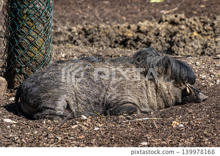 The Visayan warty pig, Sus cebifrons is a critically endangered pig The Visayan warty pig, Sus cebifrons is a critically endangered pig 139978168
