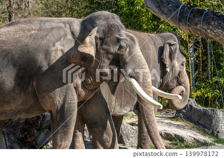 The Asian elephant, Elephas maximus also called Asiatic elephant The Asian elephant, Elephas maximus also called Asiatic elephant 139978172