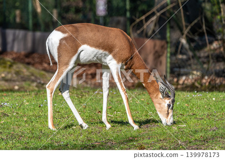 Dama gazelle, Gazella dama mhorr or mhorr gazelle is a species of gazelle Dama gazelle, Gazella dama mhorr or mhorr gazelle is a species of gazelle 139978173