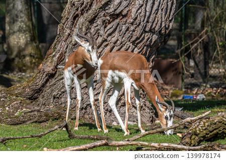 Dama gazelle, Gazella dama mhorr or mhorr gazelle is a species of gazelle Dama gazelle, Gazella dama mhorr or mhorr gazelle is a species of gazelle 139978174