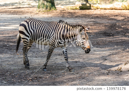 Hartmann's Mountain Zebra, Equus zebra hartmannae. An endangered zebra 139978176