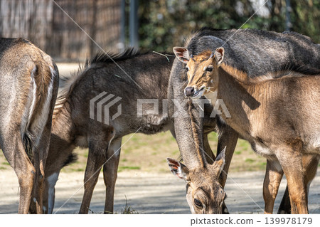 The nilgai or blue cow. Boselaphus tragocamelus is the largest Asian antelope The nilgai or blue cow. Boselaphus tragocamelus is the largest Asian antelope 139978179
