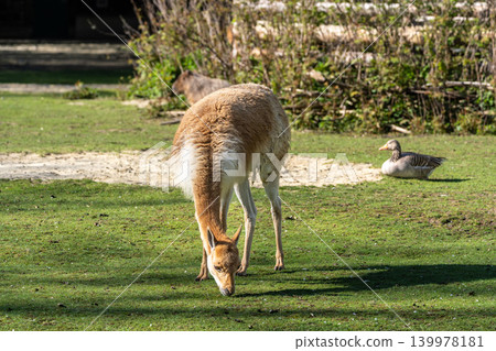 Vicunas, Vicugna Vicugna, relatives of the llama in a German park Vicunas, Vicugna Vicugna, relatives of the llama in a German park 139978181