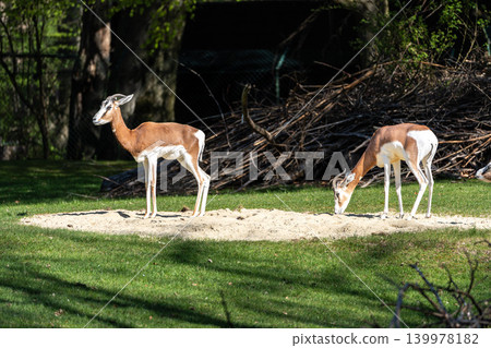 Dama gazelle, Gazella dama mhorr or mhorr gazelle is a species of gazelle Dama gazelle, Gazella dama mhorr or mhorr gazelle is a species of gazelle 139978182