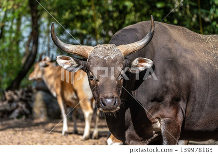 Family of Banteng, Bos javanicus or Red Bull is a type of wild cattle. Family of Banteng, Bos javanicus or Red Bull is a type of wild cattle. 139978183