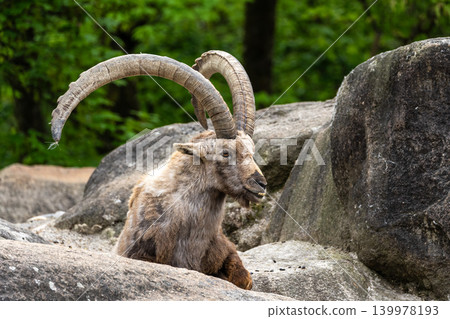 Alpine ibex, Capra ibex is a species of wild goat that lives in the mountains of the European Alps. Alpine ibex, Capra ibex is a species of wild goat that lives in the mountains of the European Alps. 139978193