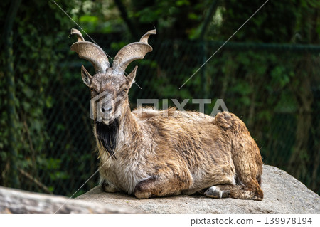 Turkmenian markhor, Capra falconeri heptneri living on the rocks Turkmenian markhor, Capra falconeri heptneri living on the rocks 139978194