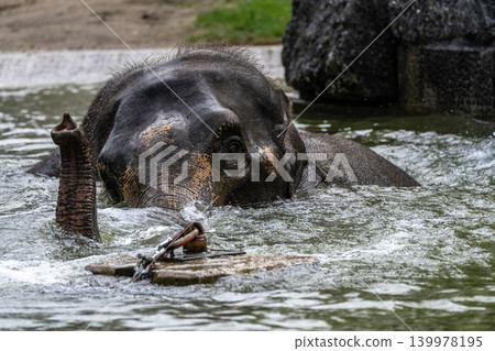 The Asian elephant, Elephas maximus also called Asiatic elephant bathing in a pond The Asian elephant, Elephas maximus also called Asiatic elephant bathing in a pond 139978195