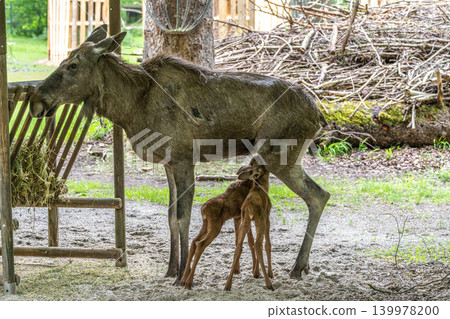 Family of moose or elk, Alces alces is the largest extant species in the deer family. Family of moose or elk, Alces alces is the largest extant species in the deer family. 139978200