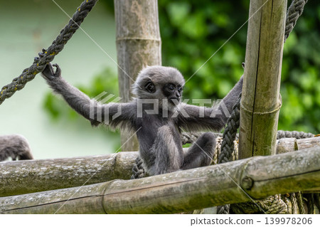 Silvery gibbon baby, Hylobates moloch in a German park Silvery gibbon baby, Hylobates moloch in a German park 139978206