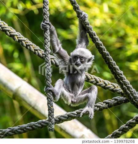 Silvery gibbon baby, Hylobates moloch in a German park Silvery gibbon baby, Hylobates moloch in a German park 139978208