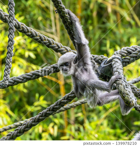 Silvery gibbon baby, Hylobates moloch in a German park 139978210