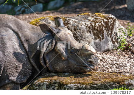 The Indian Rhinoceros, Rhinoceros unicornis aka Greater One-horned Rhinoceros The Indian Rhinoceros, Rhinoceros unicornis aka Greater One-horned Rhinoceros 139978217