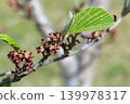 A close-up of young witch hazel seeds that ripen in early summer. 139978317