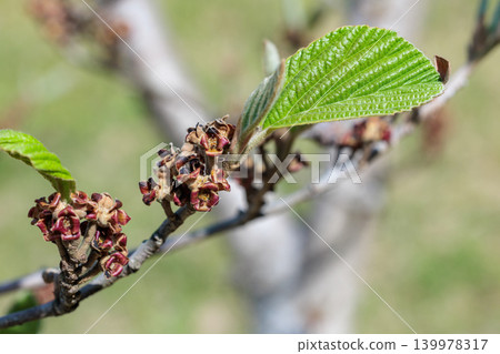 A close-up of young witch hazel seeds that ripen in early summer. A close-up of young witch hazel seeds that ripen in early summer. 139978317