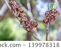 A close-up of young witch hazel seeds that ripen in early summer. 139978318