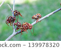 A close-up of young witch hazel seeds that ripen in early summer. 139978320