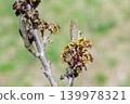 A close-up of young witch hazel seeds that ripen in early summer. 139978321