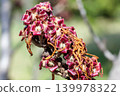 A close-up of young witch hazel seeds that ripen in early summer. 139978322