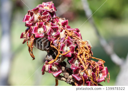 A close-up of young witch hazel seeds that ripen in early summer. A close-up of young witch hazel seeds that ripen in early summer. 139978322