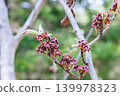 A close-up of young witch hazel seeds that ripen in early summer. 139978323