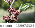 A close-up of young witch hazel seeds that ripen in early summer. 139978324