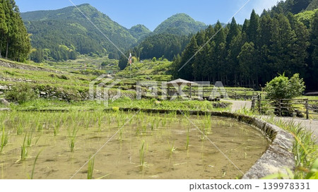 在愛知縣新城市四穀千枚田,稻田剛插秧,五月晴朗的藍天下,鯉魚彩帶飄揚,與倉掛山的翠綠景色交相輝映。 在愛知縣新城市四穀千枚田,稻田剛插秧,五月晴朗的藍天下,鯉魚彩帶飄揚,與倉掛山的翠綠景色交相輝映。 139978331
